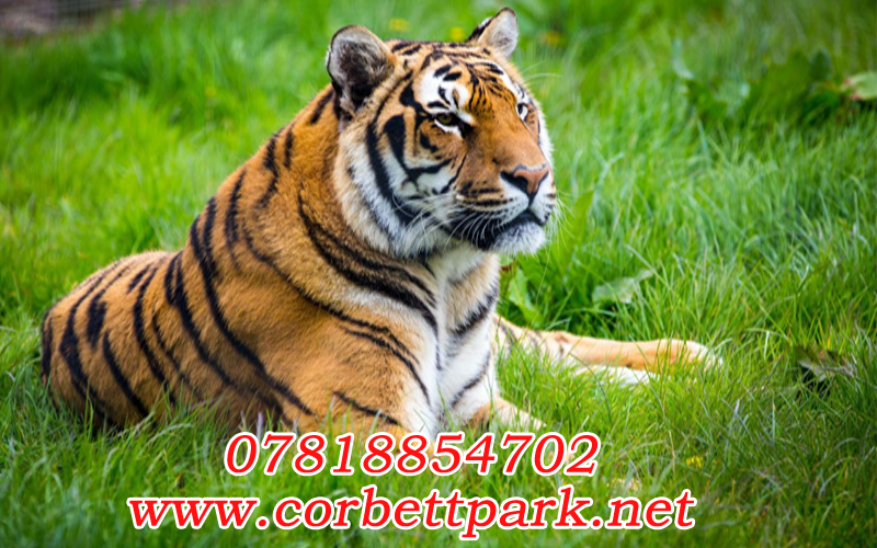 Corbett National Park, Corbett National Park