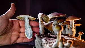 Buy Shroom Edibles, Buy DMT Online ,Buy Blue Meanie Magic Mushrooms Online, Buy Shroom Edibles, Buy DMT Online ,Buy Blue Meanie Magic Mushrooms Online